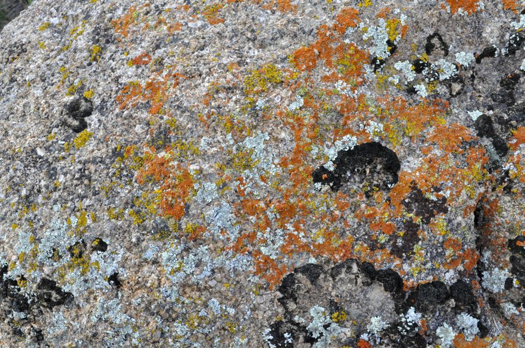 Lichens up close